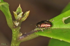 Dermorhytis variabilis