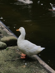 Anas platyrhynchos domesticus