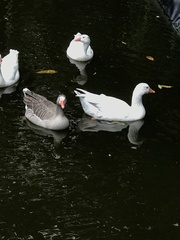 Anas platyrhynchos domesticus