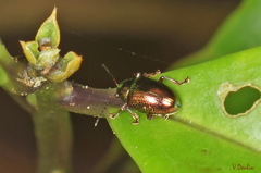 Dermorhytis variabilis