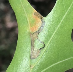Stigmella nigriverticella