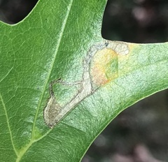 Stigmella nigriverticella