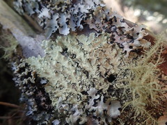 Flavoparmelia haywardiana