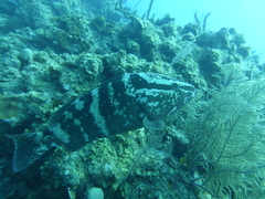 Epinephelus striatus
