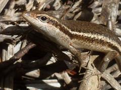 Trachylepis sechellensis