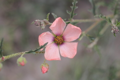 Sphaeralcea chenopodifolia
