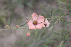Sphaeralcea chenopodifolia