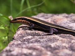 Eutropis madaraszi