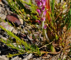 Gnidia galpinii