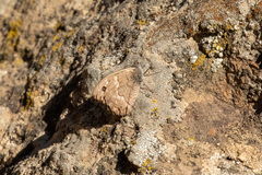 Hipparchia tamadabae