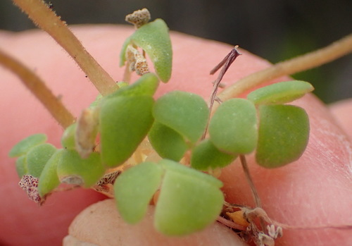Image of Oxalis fergusoniae by (c) Nicola van Berkel, some rights reserved (CC BY-SA)