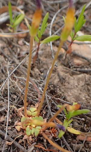 Image of Oxalis fergusoniae by (c) Nicola van Berkel, some rights reserved (CC BY-SA)