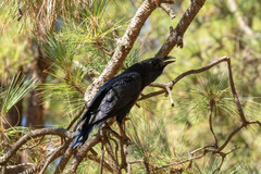 Corvus corax