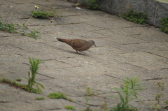 Columbina talpacoti