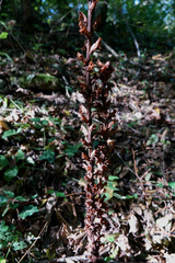 Orobanche hederae
