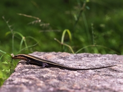 Eutropis madaraszi