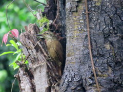 Dendrocolaptes platyrostris