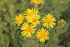 Senecio selloi