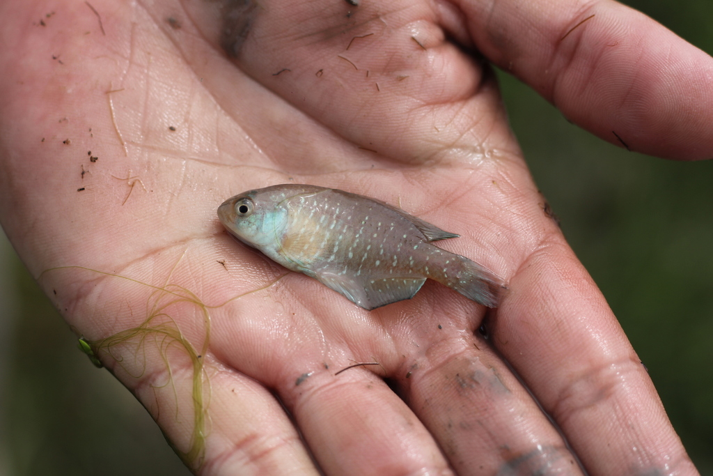 Annual Fish