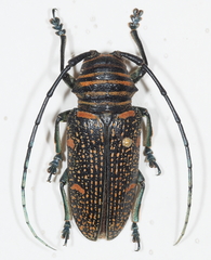 Zographus regalis