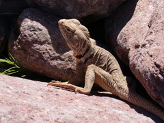 Crotaphytus nebrius