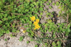 Hypoxis decumbens