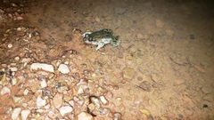 Leptodactylus podicipinus