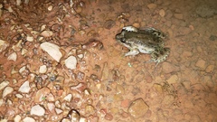 Leptodactylus podicipinus