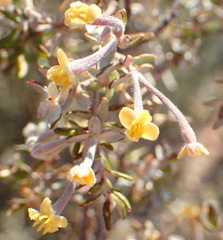 Gnidia francisci