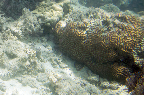 sinuous cup coral