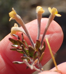 Gnidia francisci