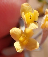 Gnidia francisci