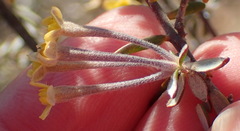 Gnidia francisci