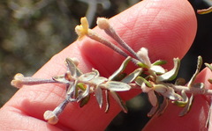 Gnidia francisci