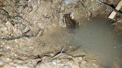 Physalaemus albonotatus