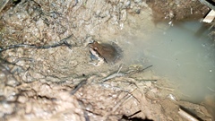 Physalaemus albonotatus