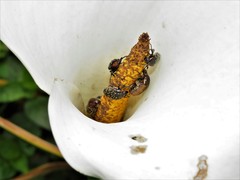 Leucocelis aeneicollis