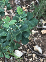 Coronilla valentina glauca