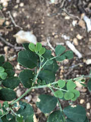 Coronilla valentina glauca
