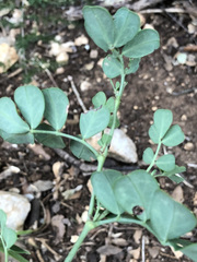 Coronilla valentina glauca