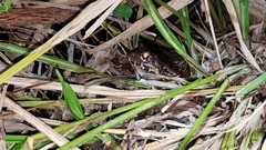 Leptodactylus labyrinthicus