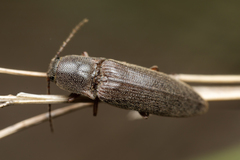 Melanotus longulus oregonensis