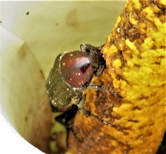 Leucocelis aeneicollis