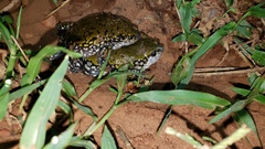 Dermatonotus muelleri