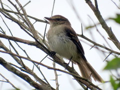 Cnemotriccus fuscatus