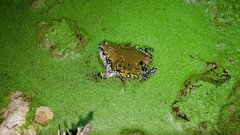 Dermatonotus muelleri