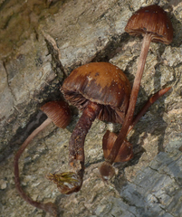 Deconica rhomboidospora