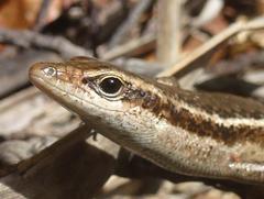 Trachylepis sechellensis
