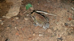 Physalaemus nattereri