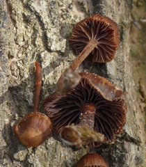 Deconica rhomboidospora